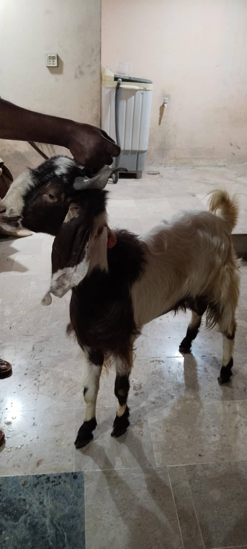 goats 1
