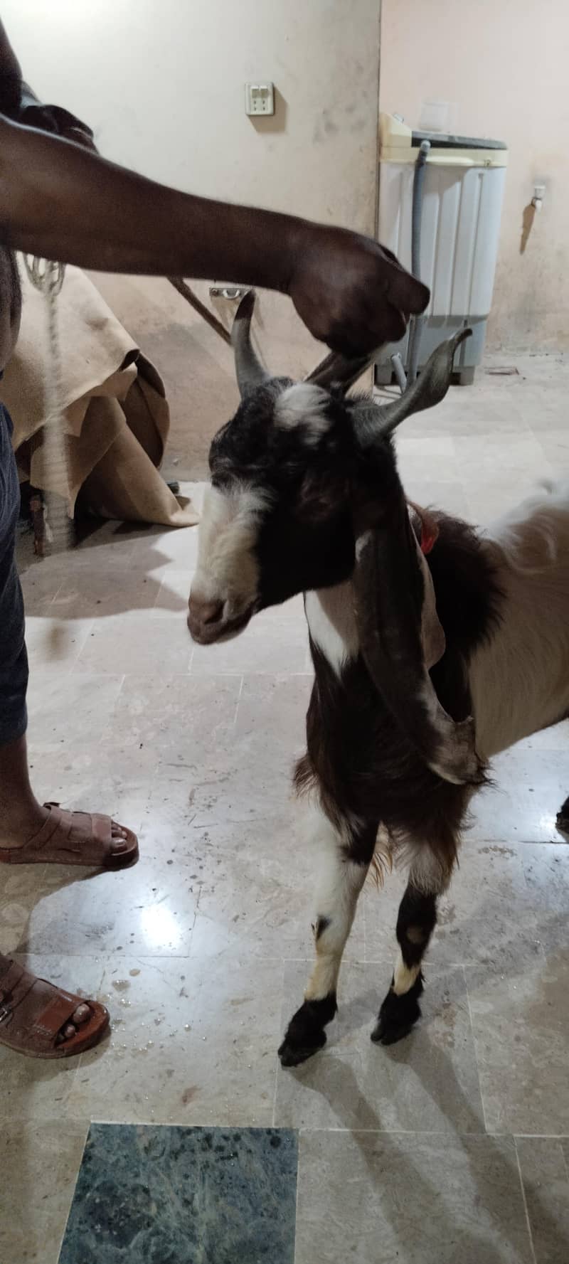 goats 2