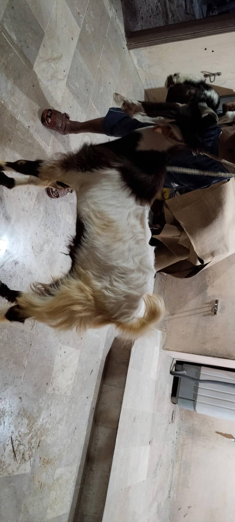 goats 3