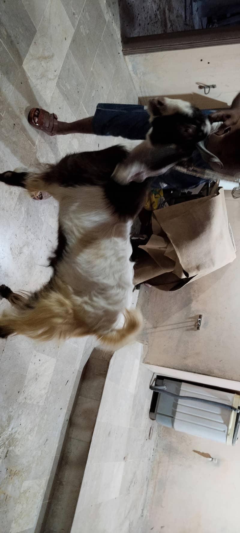 goats 4