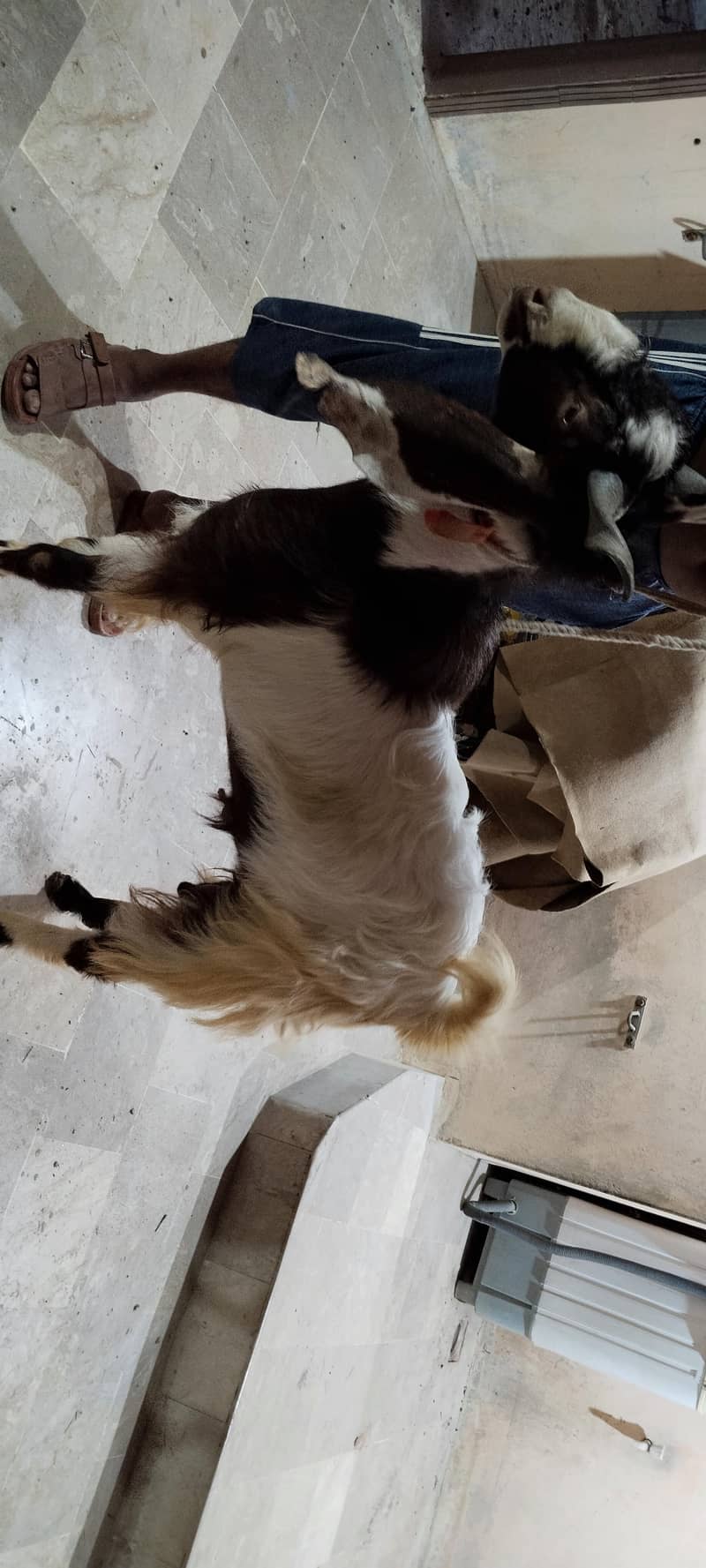 goats 5