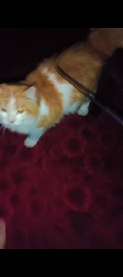 Tyson male cat