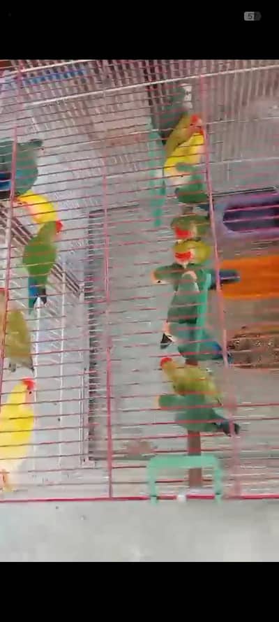 Lovebird fisher lutino