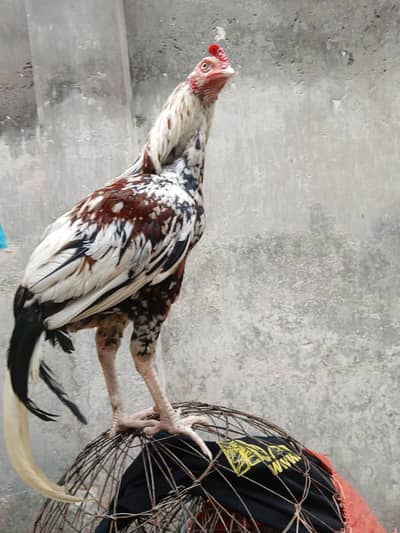 haldi active patha for sale