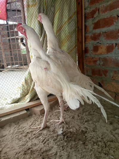 Heera male or Thai female