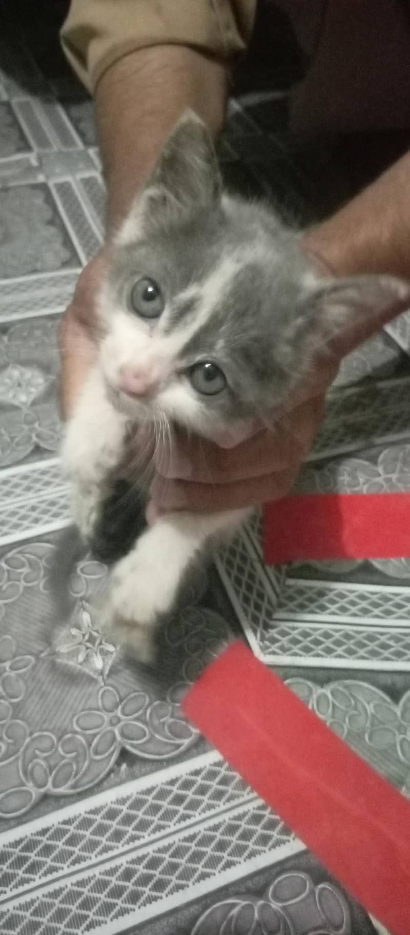 Russian cat 0