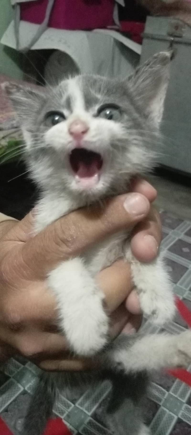 Russian cat 1
