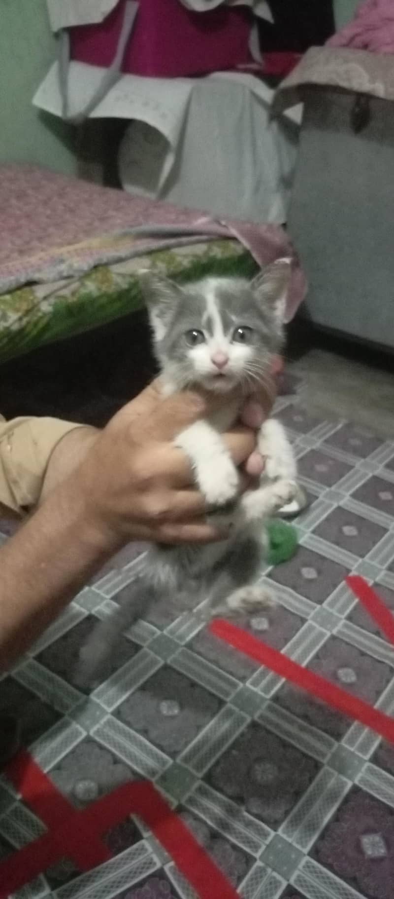 Russian cat 2
