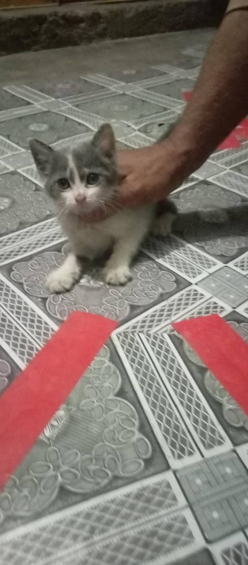 Russian cat 3