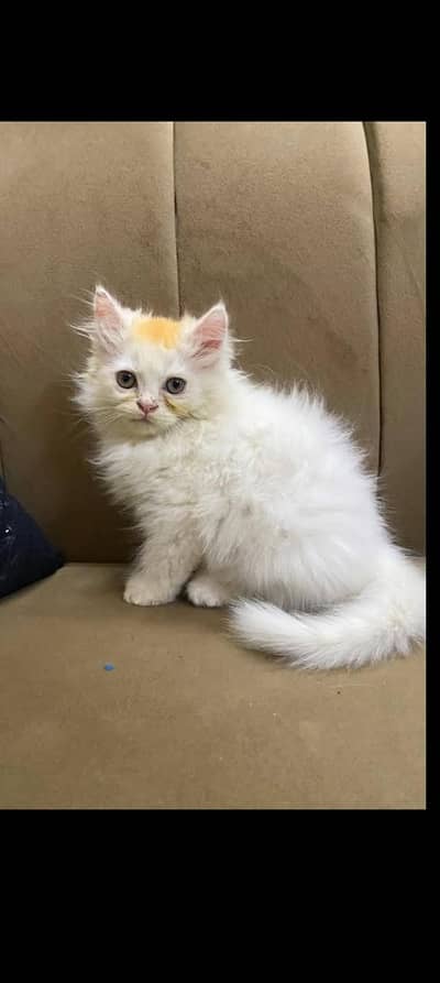 percian kitten for sale