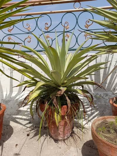 Spineless Yucca For Sale