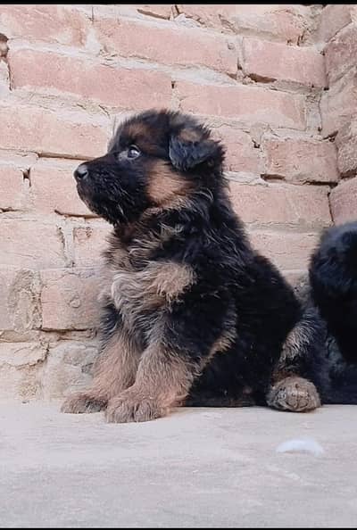 German shepherd puppies