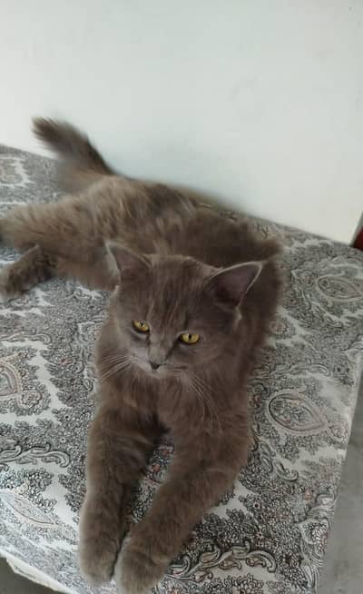 Healthy and cute Persian cat for sale