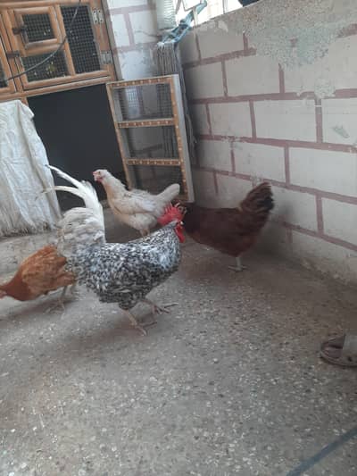 desi murgi & murga for sale