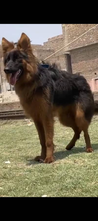 GSD female imported bloodline