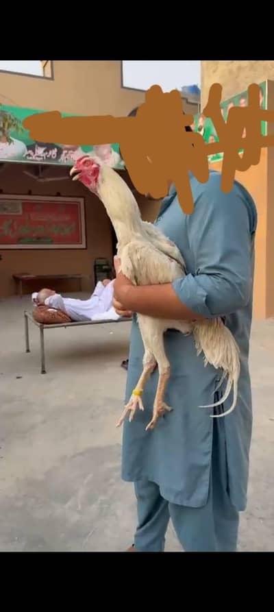 white o shamo
