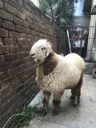 heavy weight mundra chatra for sale