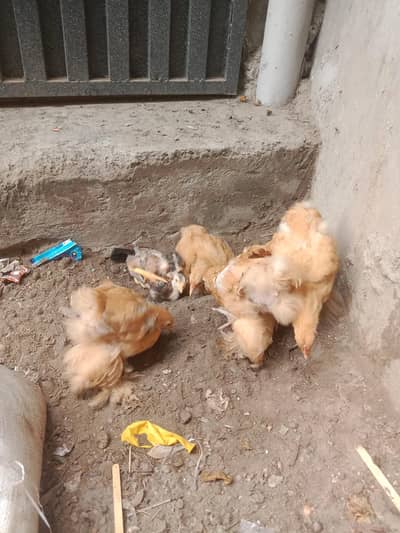 4 chicks golden buff 1 aseel chick