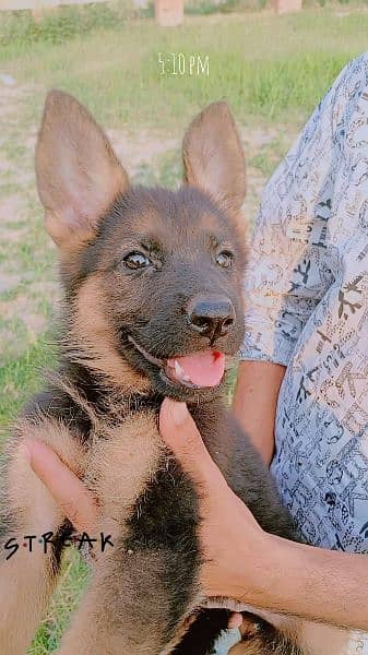 GSD Puppy