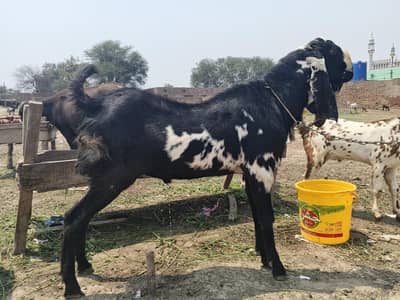 دوندے بکرے