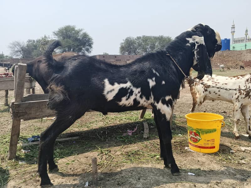 دوندے بکرے 0