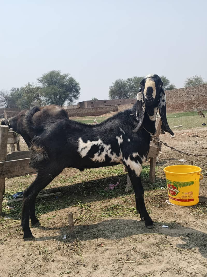 دوندے بکرے 1
