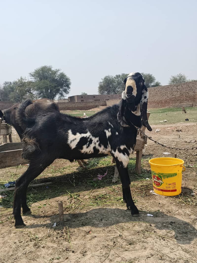 دوندے بکرے 2