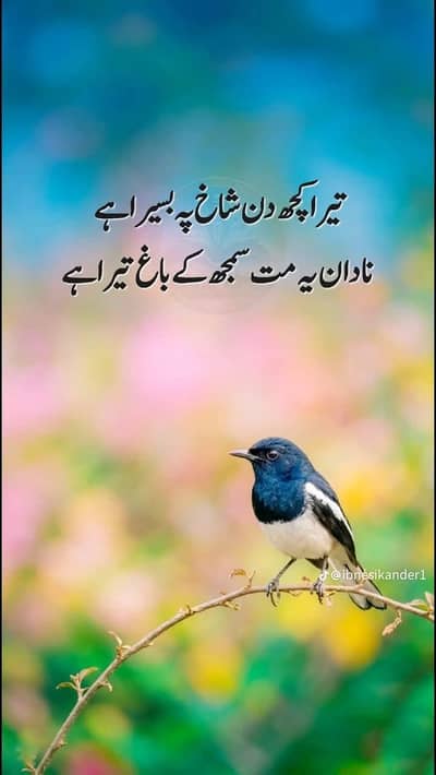 زنگر برگر .  شوارما برگر رول پرٹھا