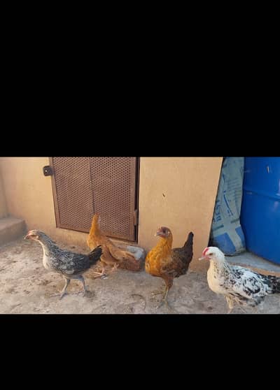 4 desi hens 2 pairs one aseel