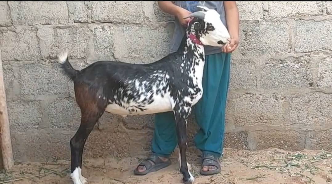 Khasi do dant 2