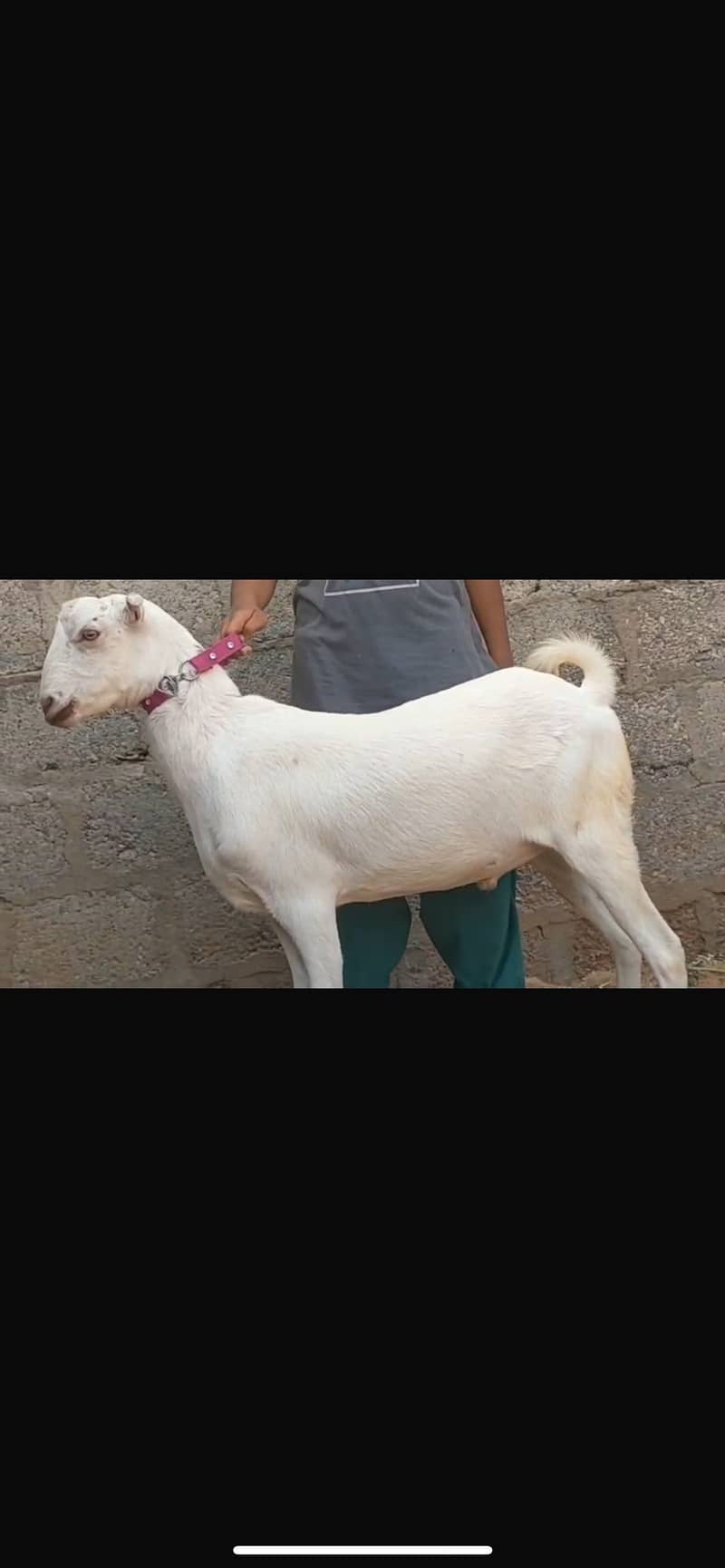 Khasi do dant 3