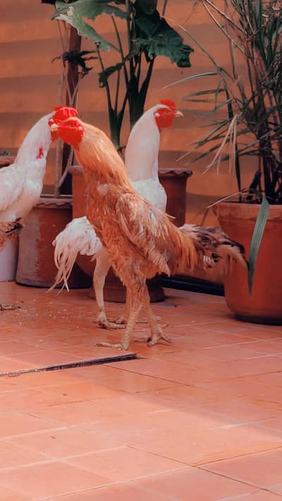 pure aseep hens