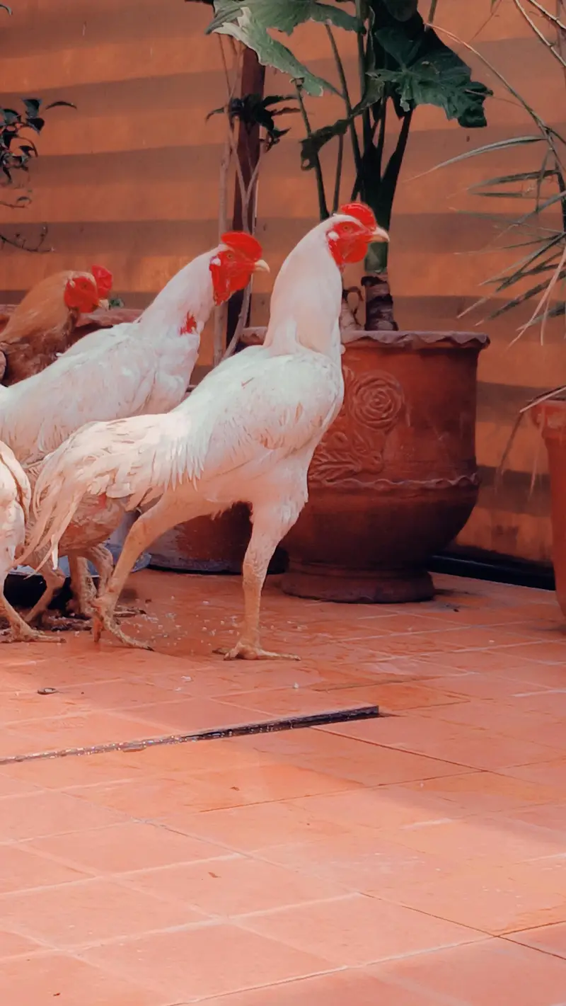 pure aseep hens — photo 2