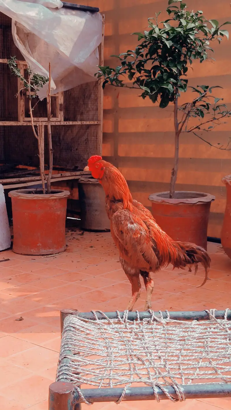pure aseep hens — photo 3