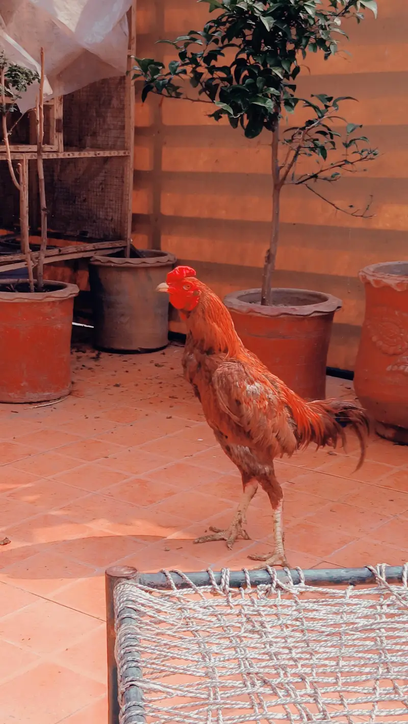 pure aseep hens — photo 4
