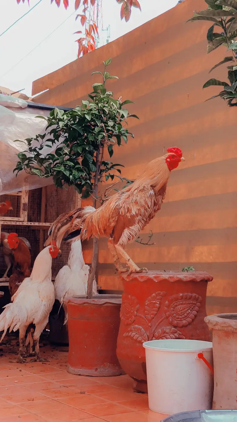 pure aseep hens — photo 6
