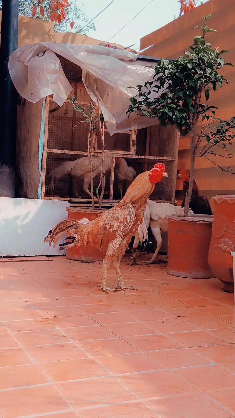 pure aseep hens — photo 7