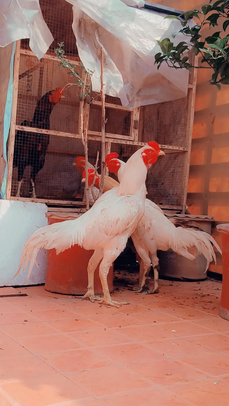 pure aseep hens — photo 8