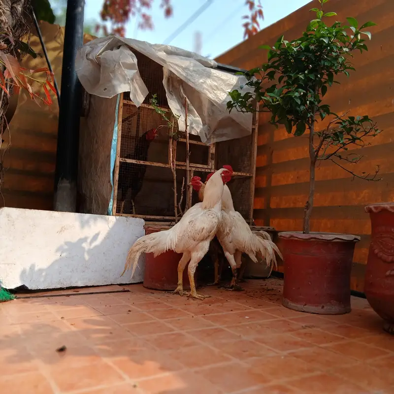 pure aseep hens — photo 10