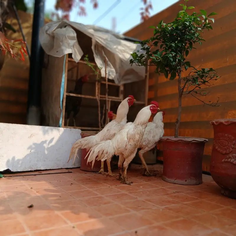 pure aseep hens — photo 11
