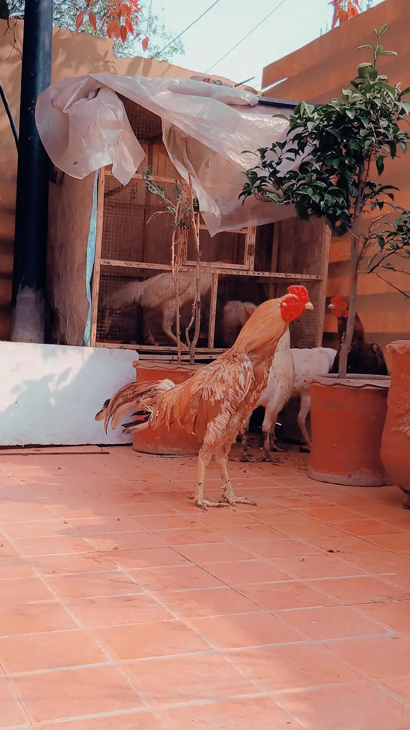 pure aseep hens — photo 12