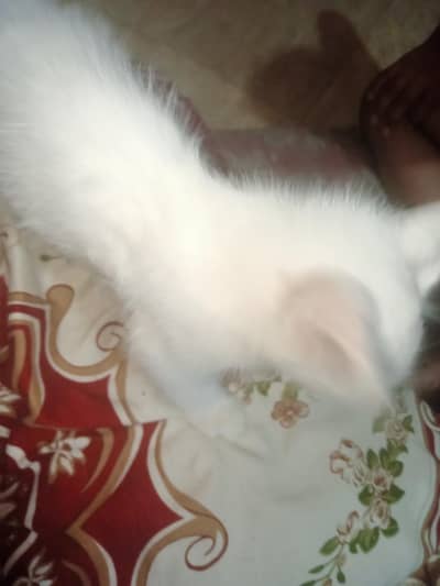 Persian kittens