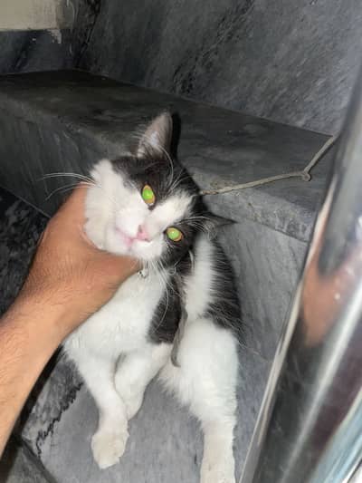 Aoa Persion Cat