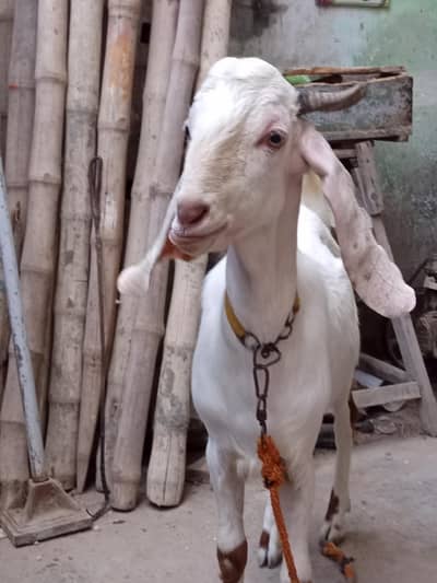 Bakra for qurbani