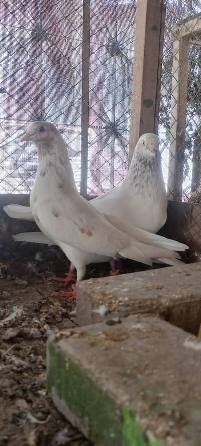 Aseel parwazi bachy hai for sale