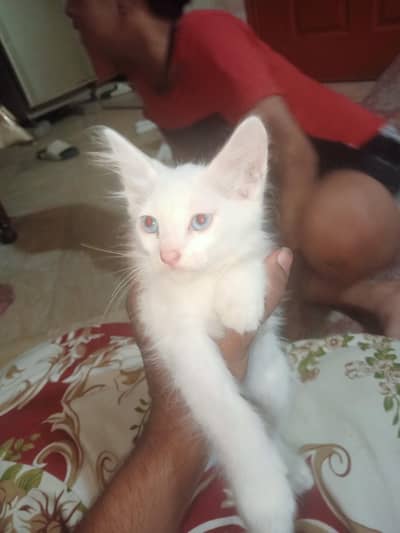 Persian kittens