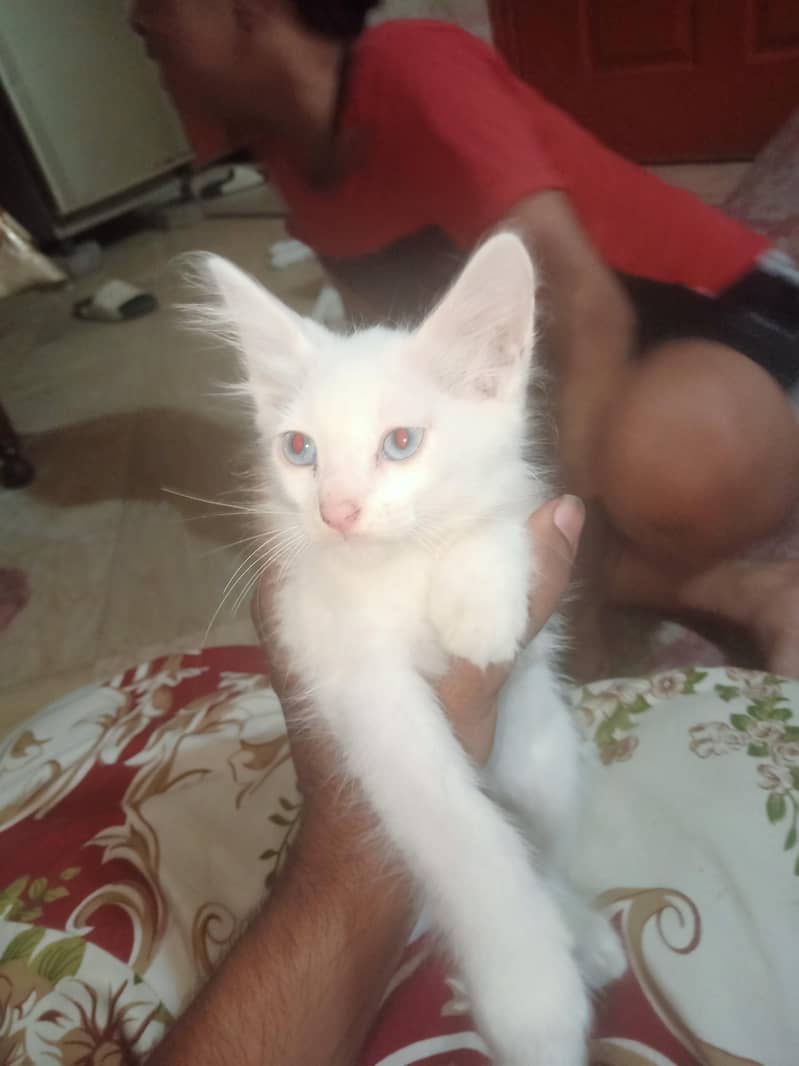 Persian kittens 0