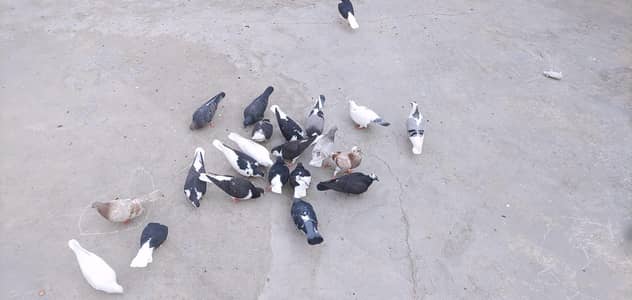 Pigeons For Sale All 24  25  piece haii