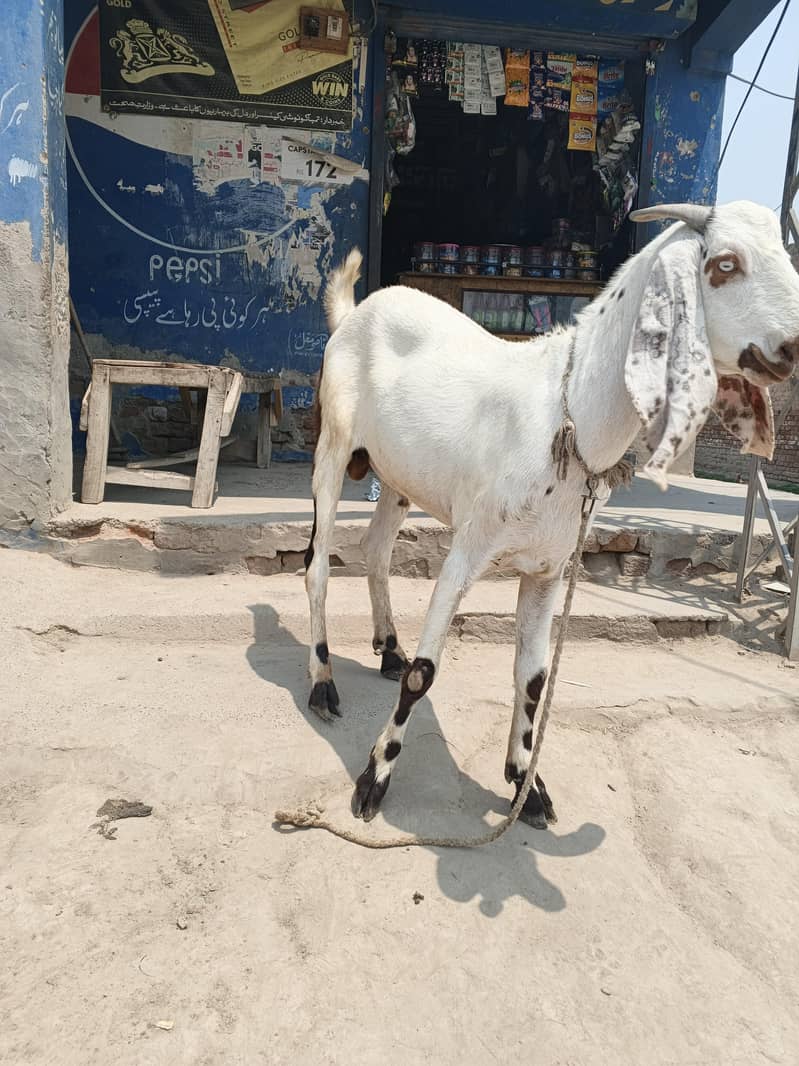 دوندے بکرے 3