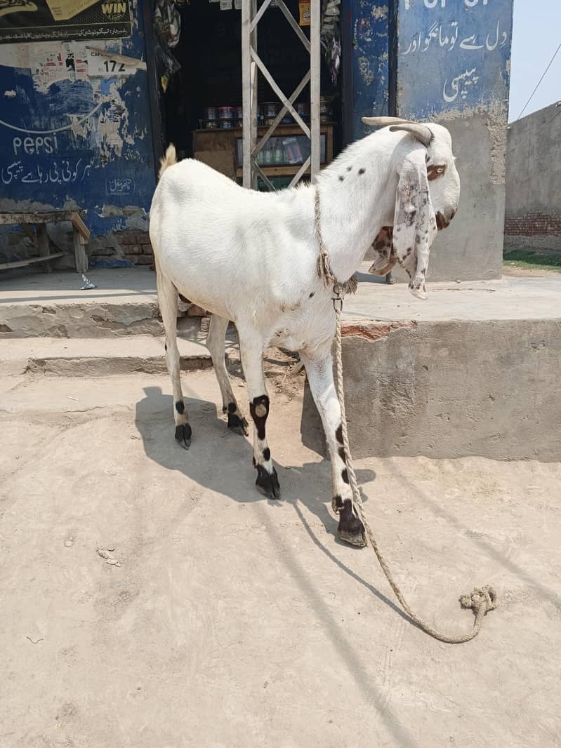 دوندے بکرے 4